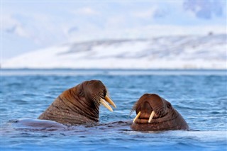 Svalbard prognoza pogody