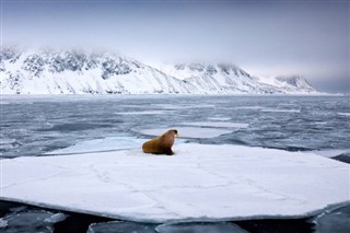 Svalbard weather forecast