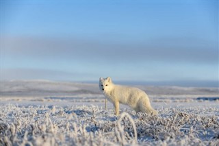 Svalbard weather forecast