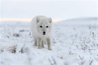 Svalbard weather forecast