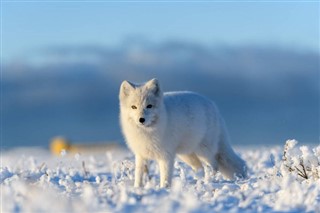 Svalbard weather forecast