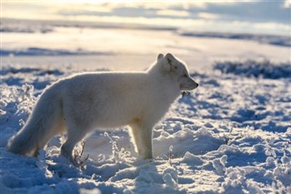 Svalbard weather forecast