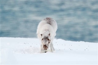 Svalbard weather forecast