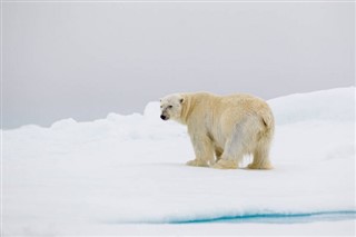 Svalbard vremenska prognoza