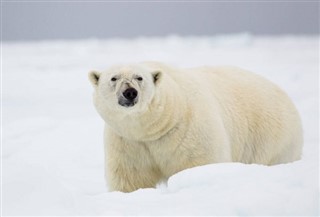 Svalbard weather forecast