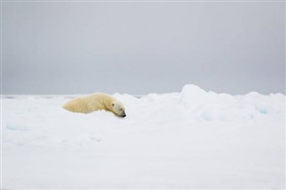 Svalbard weather forecast