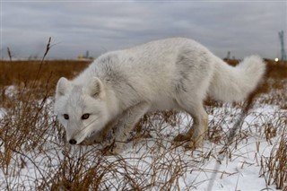 Svalbard weather forecast