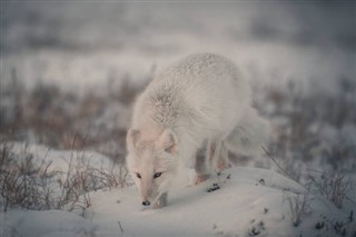 Svalbard weather forecast