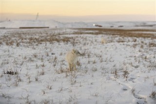 Svalbard weather forecast