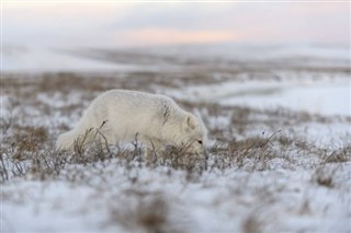 Svalbard weather forecast