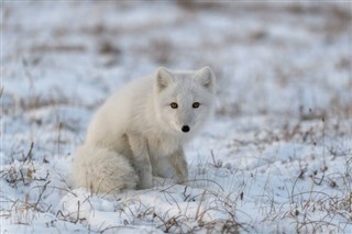 Svalbard weather forecast