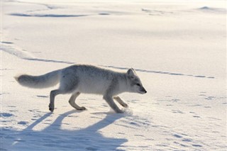 Svalbard weather forecast