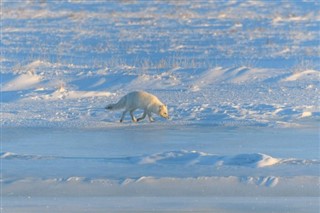 Svalbard weather forecast