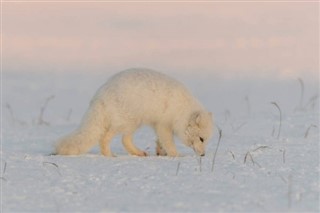 Svalbard weather forecast