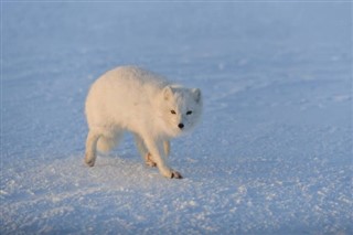 Svalbard vremenska prognoza