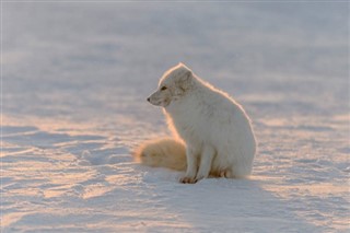 Svalbard weather forecast