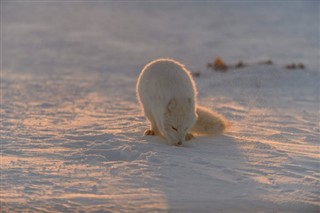 Svalbard weather forecast