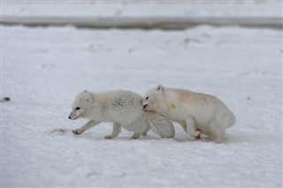 Svalbard weather forecast