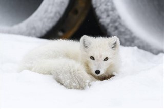 Svalbard prognoza pogody