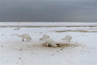 Svalbard weather forecast