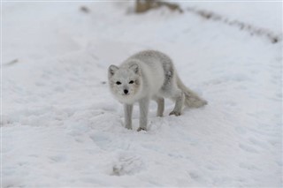 Svalbard weather forecast