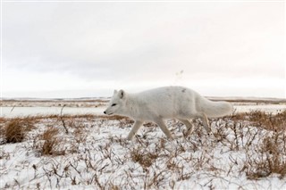 Svalbard weather forecast