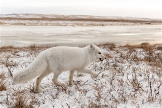 Svalbard weather forecast