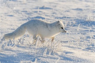 Svalbard weather forecast