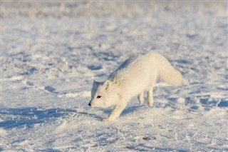 Svalbard weather forecast