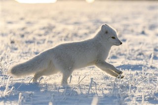 Svalbard weersvoorspelling