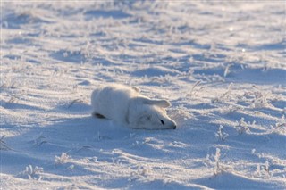 Svalbard weather forecast