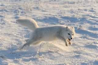 Svalbard weather forecast