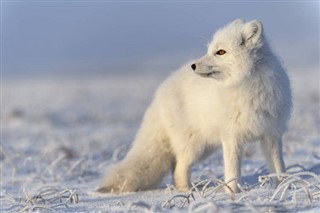 Svalbard weather forecast