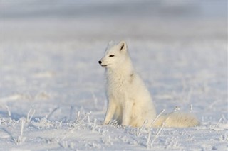 Svalbard weather forecast