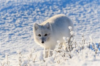 Svalbard weather forecast