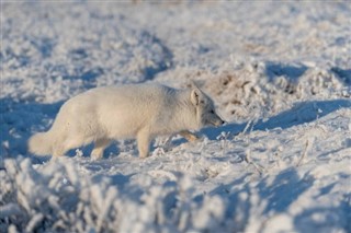 Svalbard weather forecast