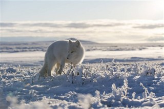 Svalbard weather forecast