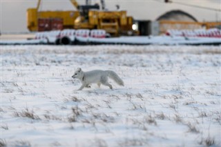 Svalbard weather forecast