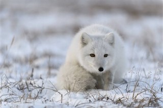 Svalbard weather forecast