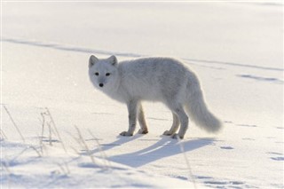 Svalbard weather forecast