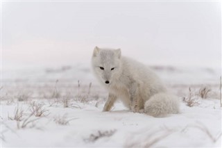 Svalbard weather forecast