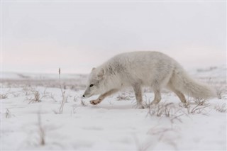 Svalbard prognoza pogody