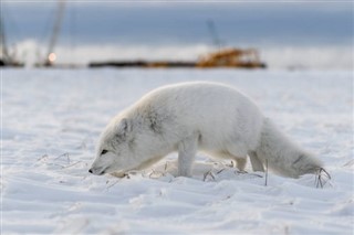 Svalbard weather forecast