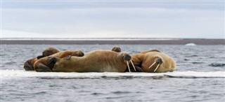 Svalbard pronóstico del tiempo