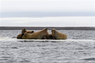 Svalbard prognoza pogody