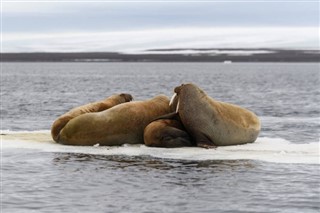 Svalbard weersvoorspelling