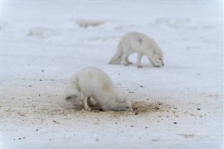 Svalbard weather forecast