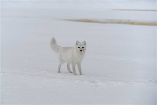 Svalbard weather forecast