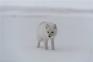 Svalbard weather forecast