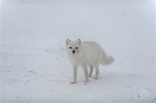 Svalbard weather forecast